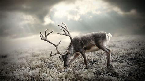 Cute Reindeer Wallpaper (49+ images)