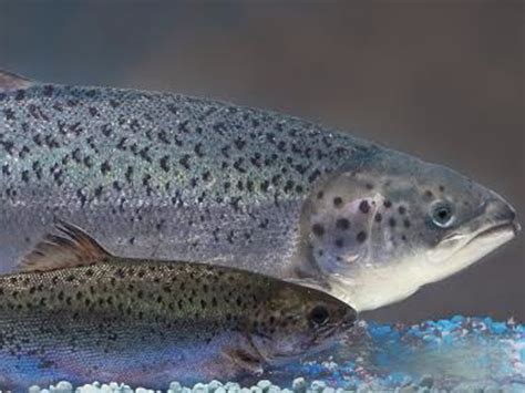 GMO AquAdvantage salmon gains FDA approval - Business Insider