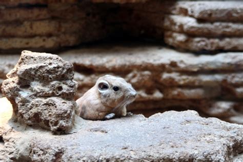 Gundi rodent free stock photos download (103 Free stock photos) for ...