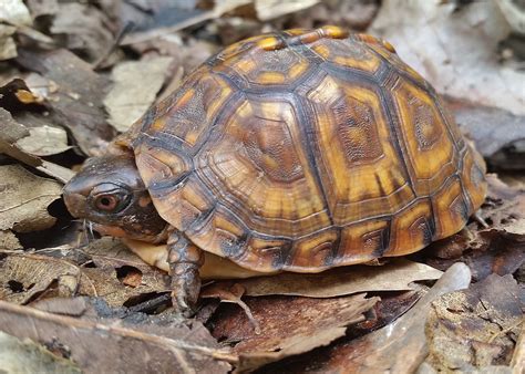 Eastern-Box-Turtle-Terrapene-carolina-Williamsburg-VA-Paul-Block | PARC