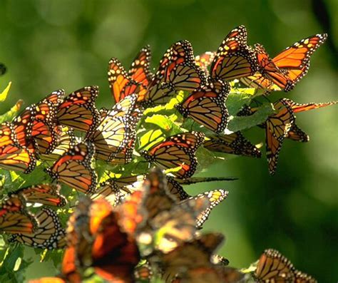 Canada’s Commitment to Monarch Butterfly Conservation - Connect2Canada