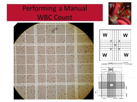 Manual Cells Counting With Hemocytometer/Improved Neubauer, 48% OFF