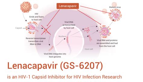 Lenacapavir Archives - Immune System Research