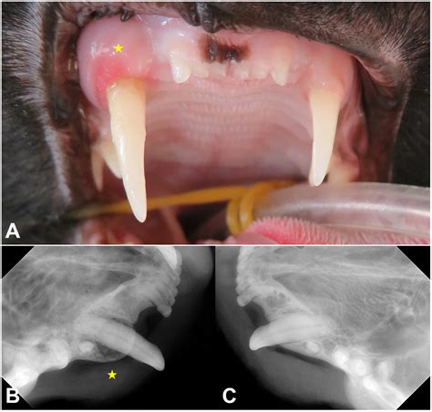 Cat Gingivitis Stages