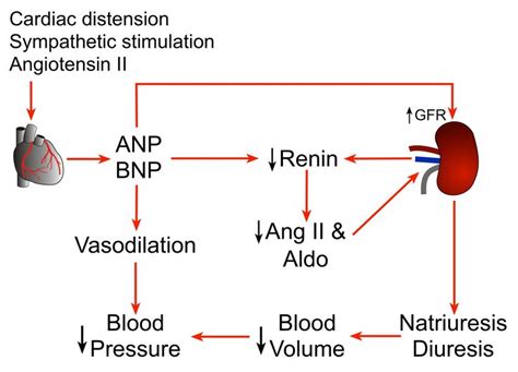 Natriuretic peptides | Medical school studying, Physician assistant school, Medical knowledge