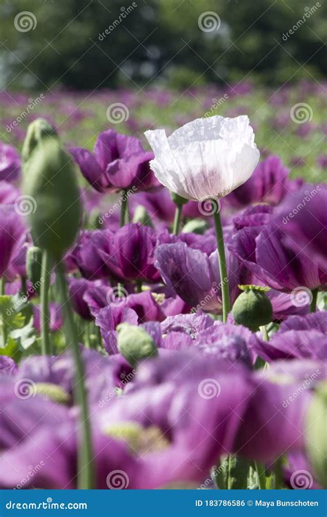 Close-up of a Single White Poppy in a Purple Poppy Field Stock Photo - Image of flora, floral ...