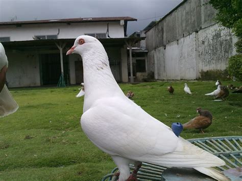 Gambar Burung Dara Tinggian Terbaru