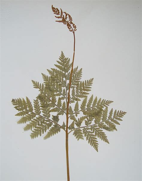 Botrychium virginianum (rattlesnake fern): Go Botany