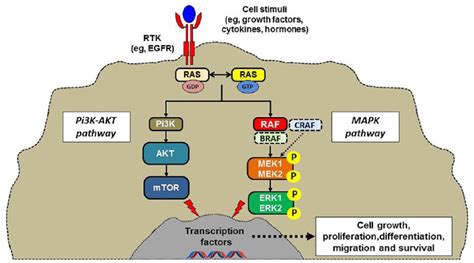 Molecular targeted therapy of BRAF-mutant colorectal cancer - Michel ...