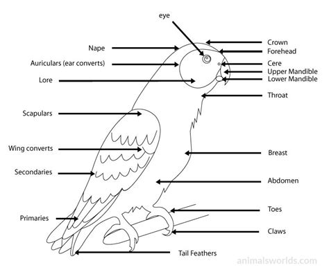 bird-external-anatomy | Abdomen, Scapular, Forehead