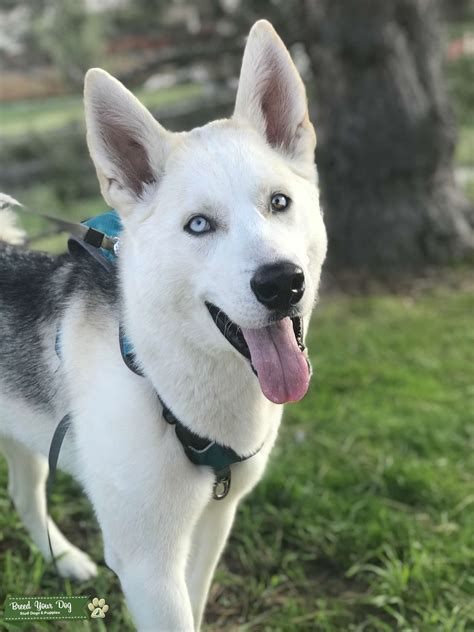 Husky/Germans Shepherd Mix - Stud Dog Northwest Colorado Springs ...