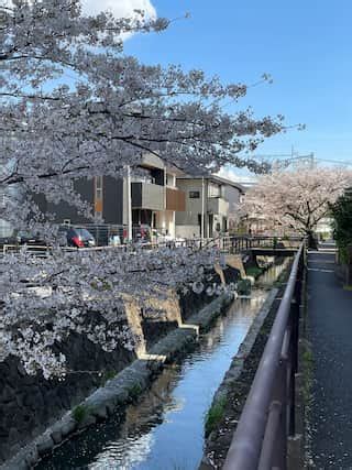 Hidden Cherry Blossom Spot in Tokyo: Discover Shibukawa's Tranquil ...