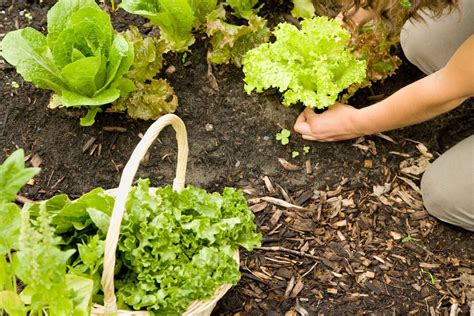 Lettuce Growing | General Planting & Growing Tips – Bonnie Plants