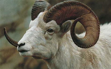 Goat Ref | Goats, Animals, Sheep