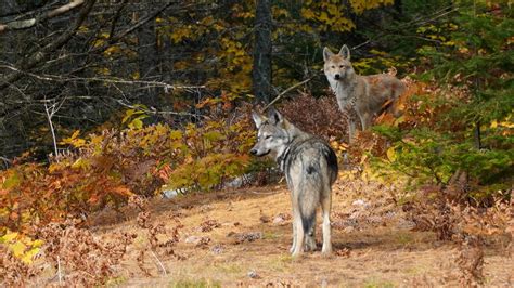 New evidence that eastern wolves evolved separately from gray wolves