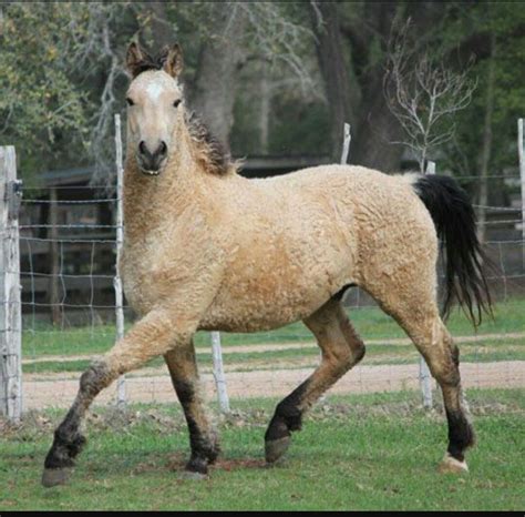 Curly Horse | Horses, Curly horse, Horse breeds