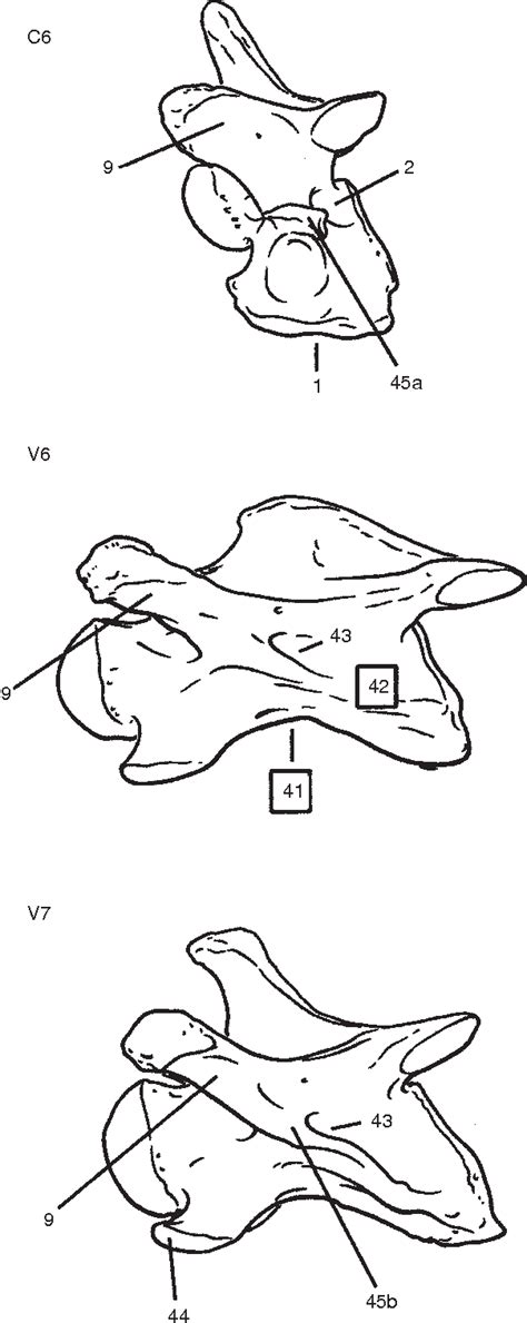 [PDF] The remarkable anatomy of the giraffe's neck | Semantic Scholar