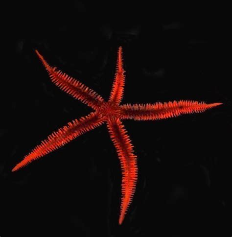 Red Brittle Starfish - KP Aquatics