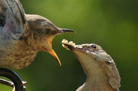 Mockingbird Feeding | Birds, Animals, Bird