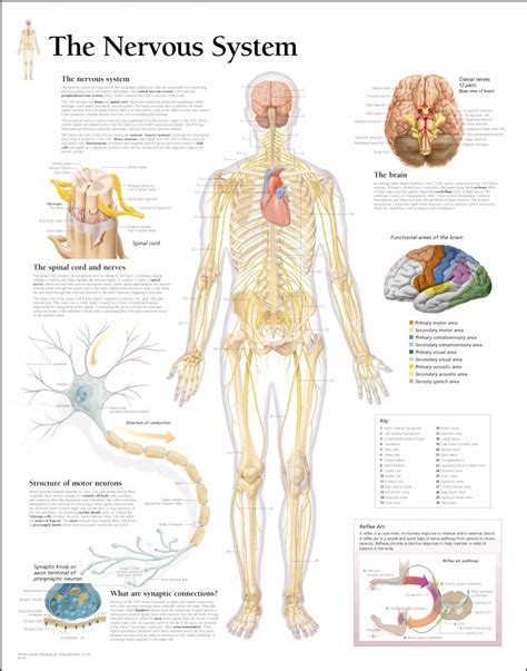 medical chart female spine charts and female nervous system charts - Google Search | Human body ...