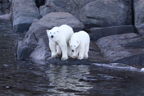 Baffin Island in Nunavut Canada | Sundowner Wildlife Holidays