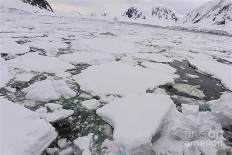 Field of floating ice, Antarctica Photograph by Karen Foley - Pixels