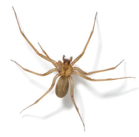 Brown Recluse Spider Facts | Brown Recluse Spide Control | TERRO®