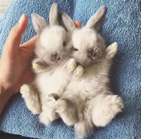 Adorable_bunny🐰 on Instagram: “Sleepy time buns 😴💕