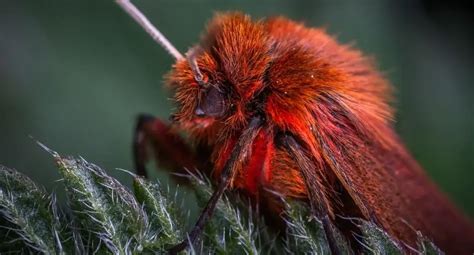 12 Gratifying Venezuelan Poodle Moth Facts - UntamedAnimals