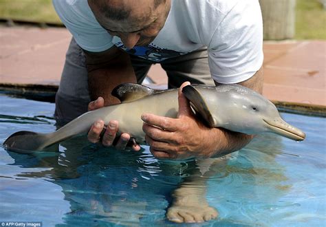 Fascinating WORLD: Rescued Baby Dolphin