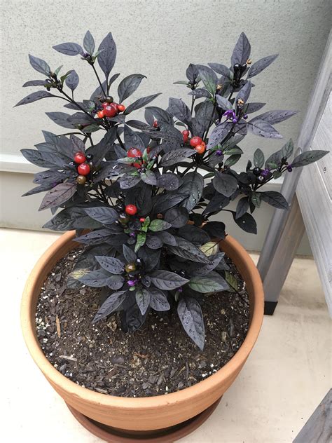 Black Pearl Pepper. Very interesting/striking plant. : r/HotPeppers