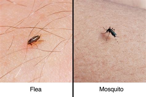 Fleabites vs. Mosquito Bites: How to Tell the Difference | The Healthy