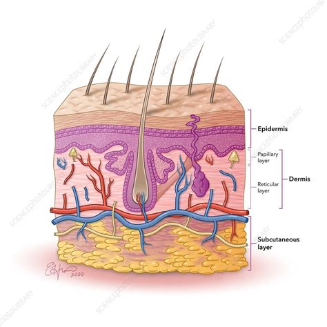 Skin Layers, Illustration - Stock Image - C050/4485 - Science Photo Library