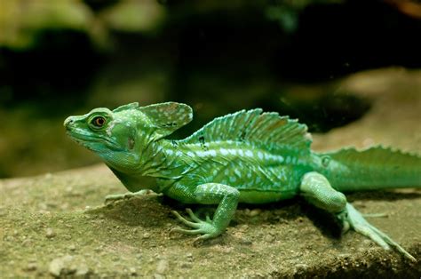 Plumed Basilisk Lizard Care Tips - Reptiles Magazine