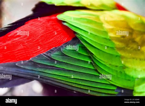 Parrot Tropical Bird Stock Photo - Alamy