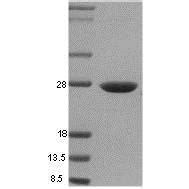 Recombinant Human Hsp27 protein (ab48740) | Abcam