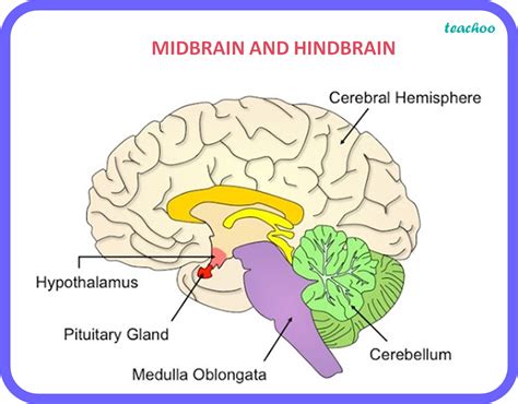 [Bio] Which part of brain maintains posture & equilibrium of the body?