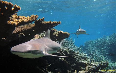 Twitter / USFWSHQ: Kingman Reef #Refuge supports ... | American islands, Remote island, National ...