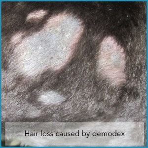 Demodex Mites and Dogs – The Skin Vet