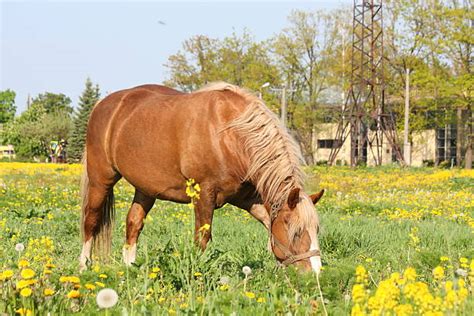 Draught Animals Stock Photos, Pictures & Royalty-Free Images - iStock