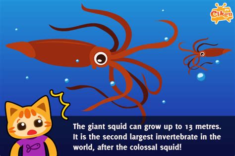 Giant Squid Facts For Kids | Bruin Blog