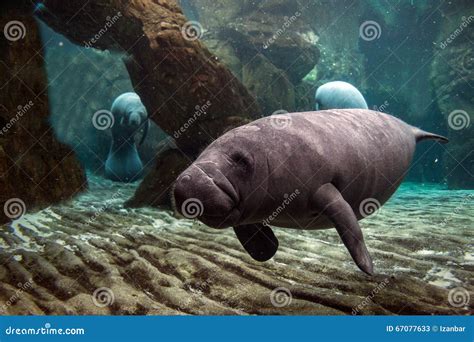 Newborn Baby Manatee Close Up Portrait Stock Image - Image of indian, mammal: 67077633