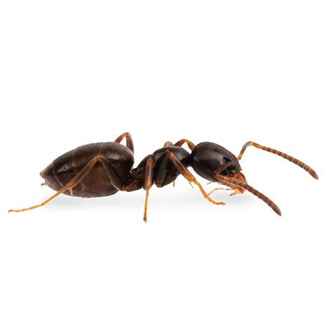 Ant Control Chemicals & Insecticide Products | MGK®