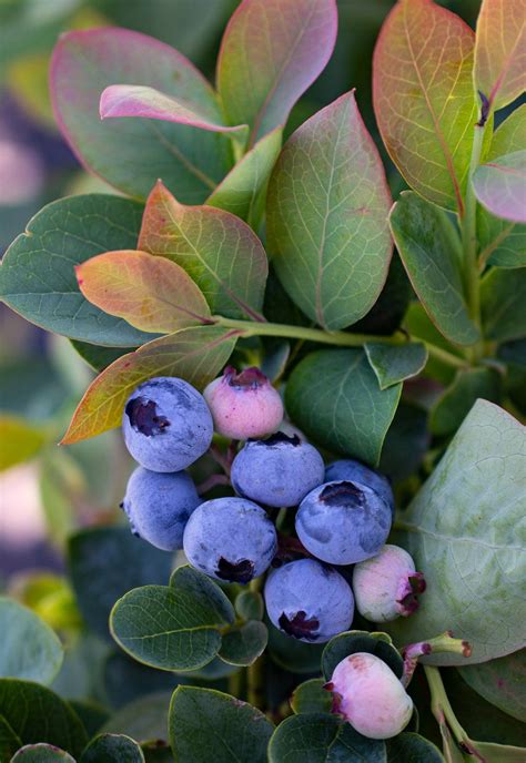 Silver Dollar® is a unique blueberry with a sweet, pineapple flavor and foliage resembling ...