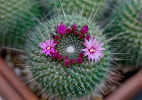 Growing Pincushion Cactus | Kellogg Garden Organics™