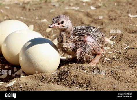 Ostrich chick hatching hi-res stock photography and images - Alamy