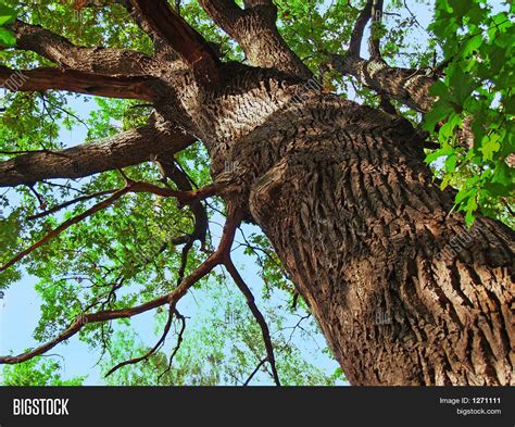 Old Oak Tree Image & Photo (Free Trial) | Bigstock