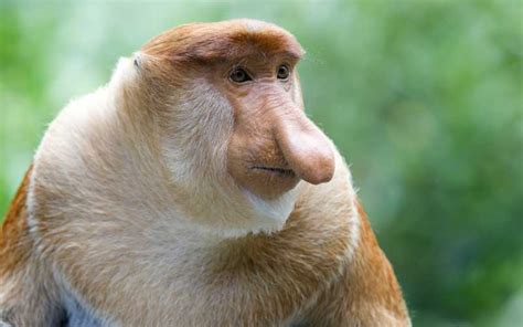 Proboscis Monkey - Monkey Facts and Information