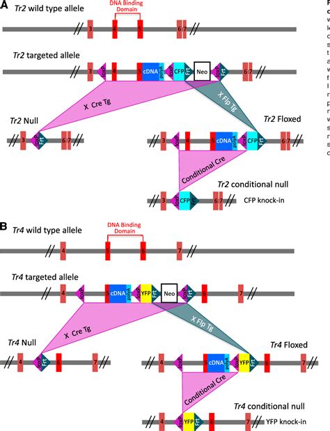 Figure 1 from Compound loss of function of nuclear receptors Tr2 and ...