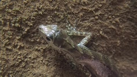 Water Anole Lizard Breathes Underwater